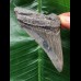7,9 cm blaugrauer scharfer Zahn des Megalodon