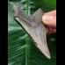 7,9 cm blaugrauer scharfer Zahn des Megalodon