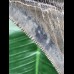 7,9 cm blaugrauer scharfer Zahn des Megalodon