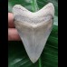 6,9 cm sehr schön erhaltener Zahn des Megalodon 6,9 cm sehr schön erhaltener Zahn des Megalodon