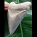 6,9 cm sehr schön erhaltener Zahn des Megalodon 6,9 cm sehr schön erhaltener Zahn des Megalodon
