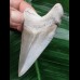 6,9 cm sehr schön erhaltener Zahn des Megalodon 6,9 cm sehr schön erhaltener Zahn des Megalodon