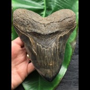 16,5 cm massiver breiter Zahn des Megalodon