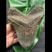 16,5 cm massiver breiter Zahn des Megalodon 16,5 cm massiver breiter Zahn des Megalodon