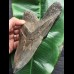 16,5 cm massiver breiter Zahn des Megalodon 16,5 cm massiver breiter Zahn des Megalodon