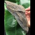 16,5 cm massiver breiter Zahn des Megalodon 16,5 cm massiver breiter Zahn des Megalodon