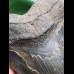 16,5 cm massiver breiter Zahn des Megalodon 16,5 cm massiver breiter Zahn des Megalodon