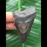 6,1 cm dunkler Zahn des Megalodon