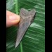 6,1 cm dunkler Zahn des Megalodon 6,1 cm dunkler Zahn des Megalodon