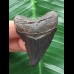 4,9 cm schwarzer Zahn des Megalodon 4,9 cm schwarzer Zahn des Megalodon