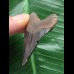 4,9 cm schwarzer Zahn des Megalodon 4,9 cm schwarzer Zahn des Megalodon