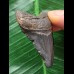 4,9 cm schwarzer Zahn des Megalodon 4,9 cm schwarzer Zahn des Megalodon