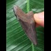 4,9 cm schwarzer Zahn des Megalodon 4,9 cm schwarzer Zahn des Megalodon
