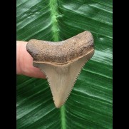 3,7 cm brauner Zahn des Megalodon