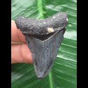 4,9 cm blauer Zahn des Megalodon