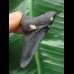 4,9 cm blauer Zahn des Megalodon 4,9 cm blauer Zahn des Megalodon