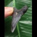 4,9 cm blauer Zahn des Megalodon 4,9 cm blauer Zahn des Megalodon