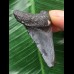 4,9 cm blauer Zahn des Megalodon 4,9 cm blauer Zahn des Megalodon