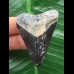 5,1 cm gemusterter Zahn des Megalodon 5,1 cm gemusterter Zahn des Megalodon
