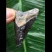 5,1 cm gemusterter Zahn des Megalodon 5,1 cm gemusterter Zahn des Megalodon