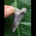5,1 cm gemusterter Zahn des Megalodon 5,1 cm gemusterter Zahn des Megalodon