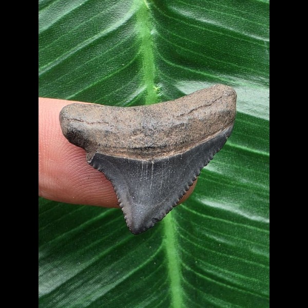 2,7 cm posteriorer Zahn des Megalodon 2,7 cm posteriorer Zahn des Megalodon