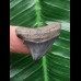 2,7 cm posteriorer Zahn des Megalodon 2,7 cm posteriorer Zahn des Megalodon