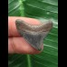 2,7 cm posteriorer Zahn des Megalodon 2,7 cm posteriorer Zahn des Megalodon