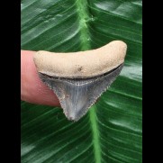 2,7 cm blauer Zahn des Megalodon