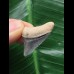 2,7 cm blauer Zahn des Megalodon 2,7 cm blauer Zahn des Megalodon
