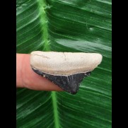 2,7 cm posteriorer Zahn des Megalodon aus dem Bone Valley