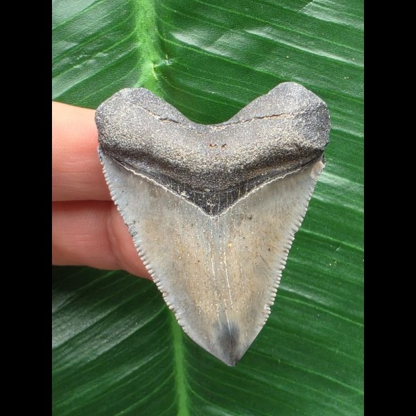 4,9 cm grauer Zahn des Megalodon 4,9 cm grauer Zahn des Megalodon