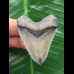 4,9 cm grauer Zahn des Megalodon 4,9 cm grauer Zahn des Megalodon