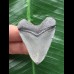 4,9 cm grauer Zahn des Megalodon 4,9 cm grauer Zahn des Megalodon