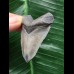 4,9 cm grauer Zahn des Megalodon 4,9 cm grauer Zahn des Megalodon