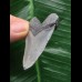 4,9 cm grauer Zahn des Megalodon 4,9 cm grauer Zahn des Megalodon