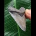 4,9 cm grauer Zahn des Megalodon 4,9 cm grauer Zahn des Megalodon