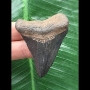 6,3 cm schwarzer Zahn des Megalodon