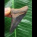 6,3 cm schwarzer Zahn des Megalodon 6,3 cm schwarzer Zahn des Megalodon