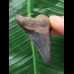 6,3 cm schwarzer Zahn des Megalodon 6,3 cm schwarzer Zahn des Megalodon