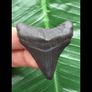 4,6 cm schwarzer Zahn des Megalodon