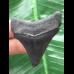 4,6 cm schwarzer Zahn des Megalodon 4,6 cm schwarzer Zahn des Megalodon