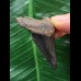 4,7 cm schwarzer Zahn des Megalodon 4,7 cm schwarzer Zahn des Megalodon