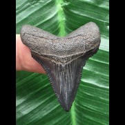 4,0 cm dunkelblauer Zahn des Megalodon