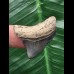 3,2 cm blauer Zahn des Megalodon 3,2 cm blauer Zahn des Megalodon