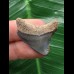 3,2 cm blauer Zahn des Megalodon 3,2 cm blauer Zahn des Megalodon