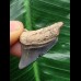 3,2 cm blauer Zahn des Megalodon 3,2 cm blauer Zahn des Megalodon
