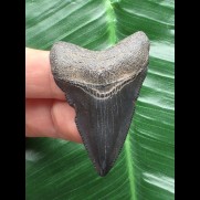 4,6 cm dunkler Zahn des Megalodon