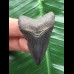4,6 cm dunkler Zahn des Megalodon 4,6 cm dunkler Zahn des Megalodon