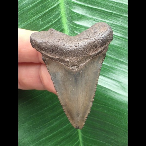 5,0 cm grauer Zahn des Megalodon 5,0 cm grauer Zahn des Megalodon
